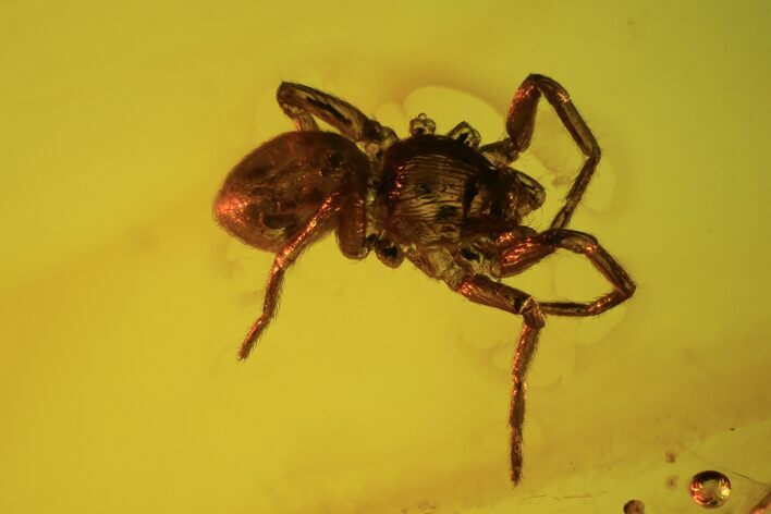 Fossil Spider (Aranea) In Baltic Amber #90872